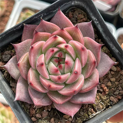 Echeveria Red Dragon-Senyang Horticulture