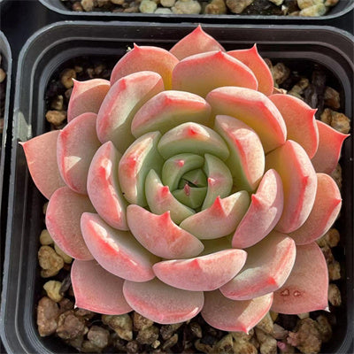 Echeveria Spunt-Senyang Horticulture