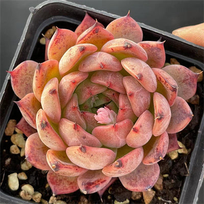 Echeveria Nomad 6cm
