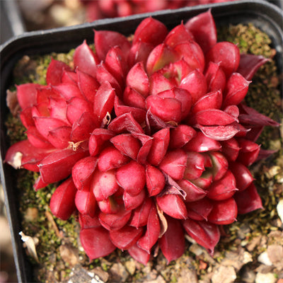 Echeveria Robert Cluster-Senyang Horticulture