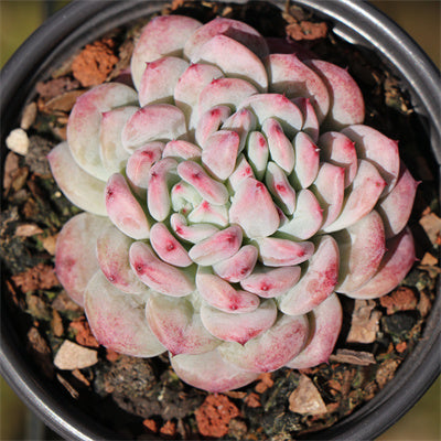 Echeveria Shane Brad-Senyang Horticulture