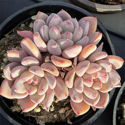 Echeveria Agate Cluster-Senyang Horticulture