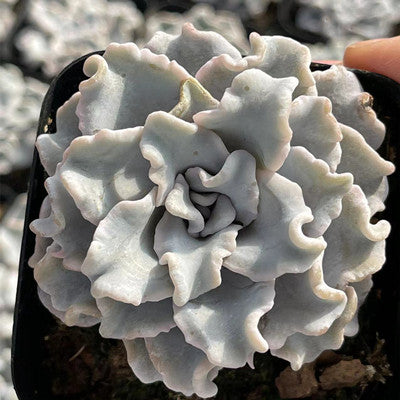 Echeveria Crispate Beauty-Senyang Horticulture