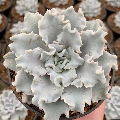Echeveria Crispate Beauty-Senyang Horticulture