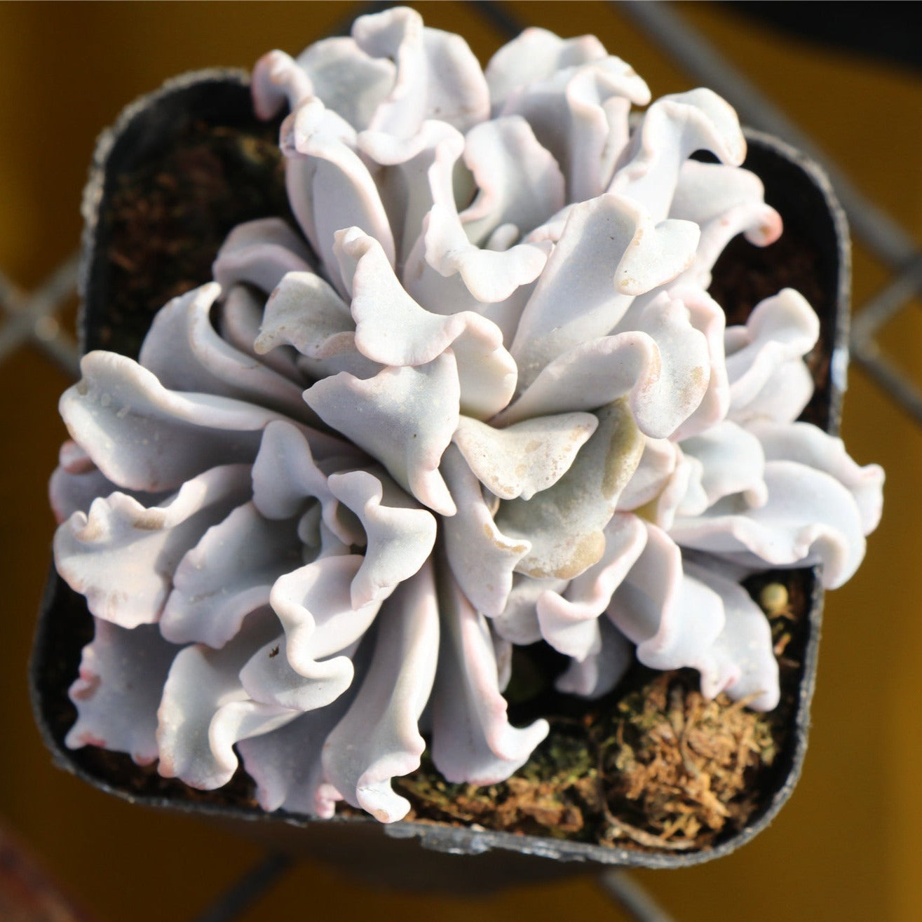 crispate beauty succulent Echeveria Crispate Beauty Cluster 6cm