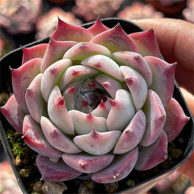 Echeveria Peach-Senyang Horticulture