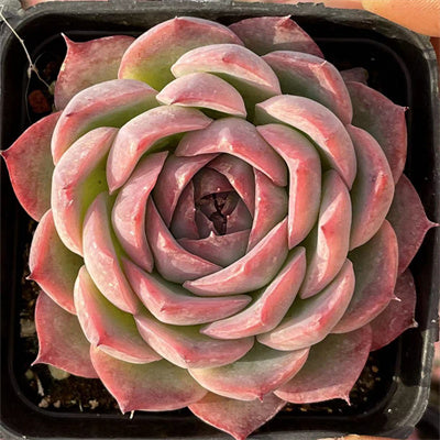 Echeveria Silhouette-Senyang Horticulture
