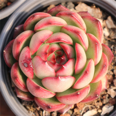Echeveria Montblanc-Senyang Horticulture