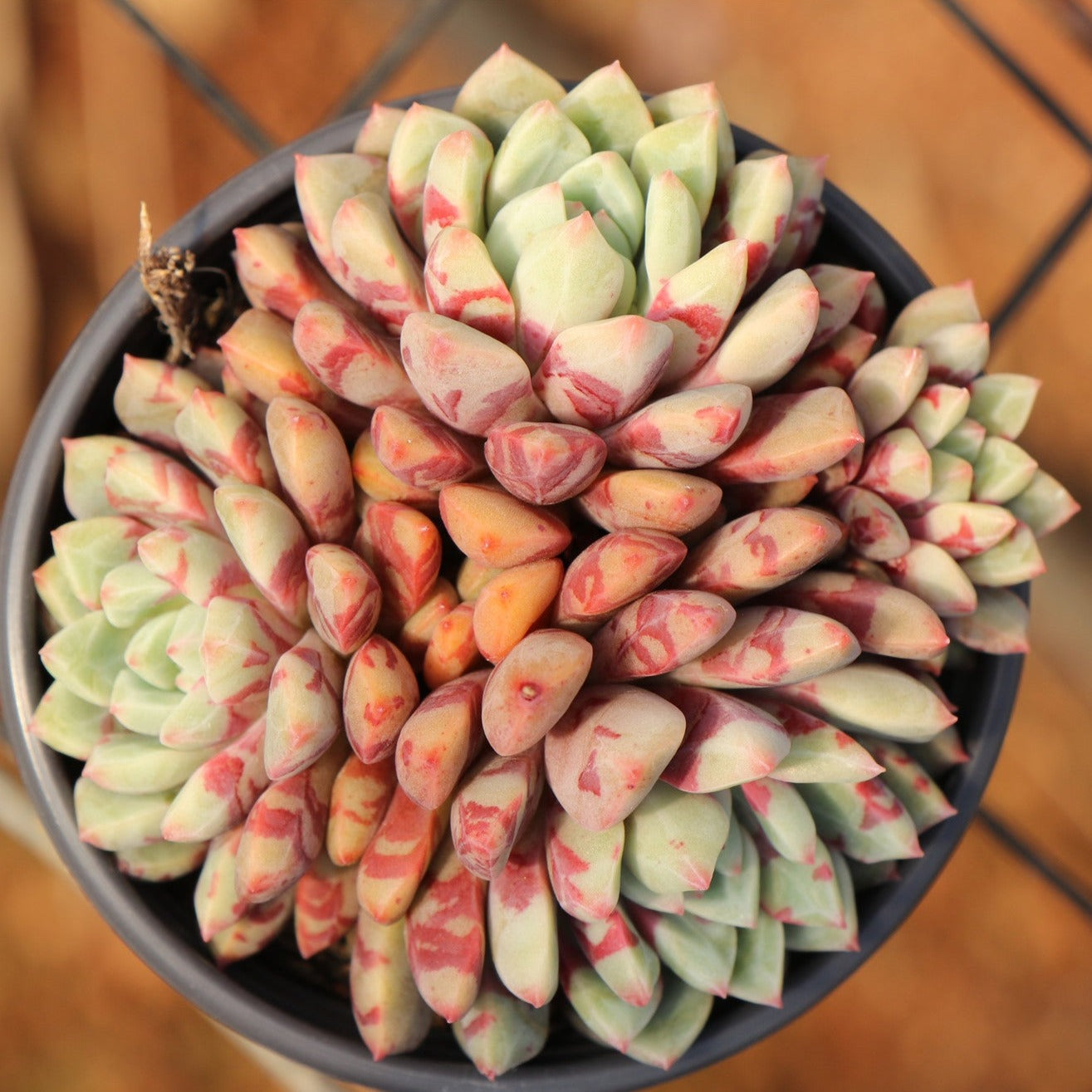 Echeveria Blood Swallow Cluster-Senyang Horticulture