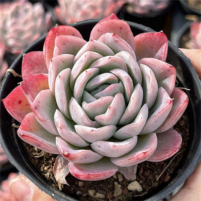 cherry blossom succulent Echeveria Cherry Blossoms 7cm