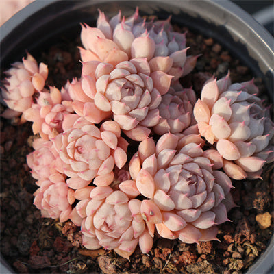 Echeveria Squirrel Cluster-Senyang Horticulture