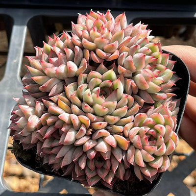 mebina succulent Echeveria Mebina Cluster 9cm – Senyang Horticulture