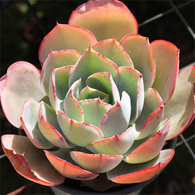 Echeveria Lemon-Senyang Horticulture