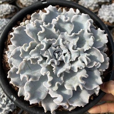 crispate beauty succulent Echeveria Crispate Beauty 8cm