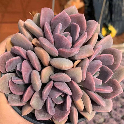 xGraptoveria Debbi Cluster-Senyang Horticulture