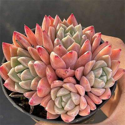 Echeveria RuMengLing Cluster-Senyang Horticulture