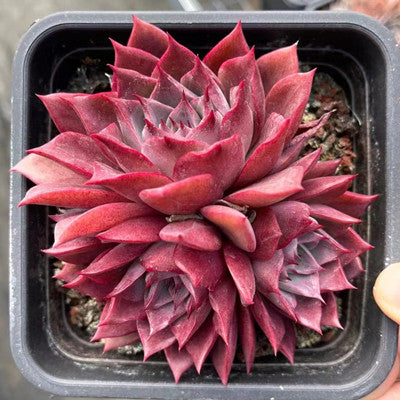 Echeveria Red Ice Cluster-Senyang Horticulture