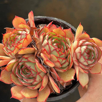 Echeveria Yangjin Cluster-Senyang Horticulture