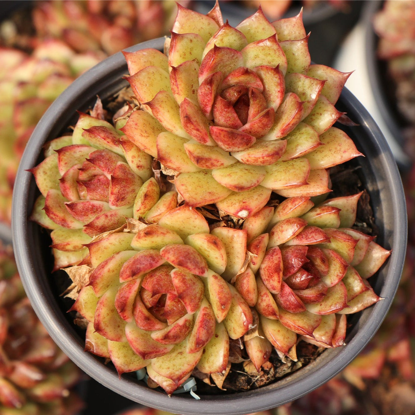 Echeveria Crystal Cluster-Senyang Horticulture