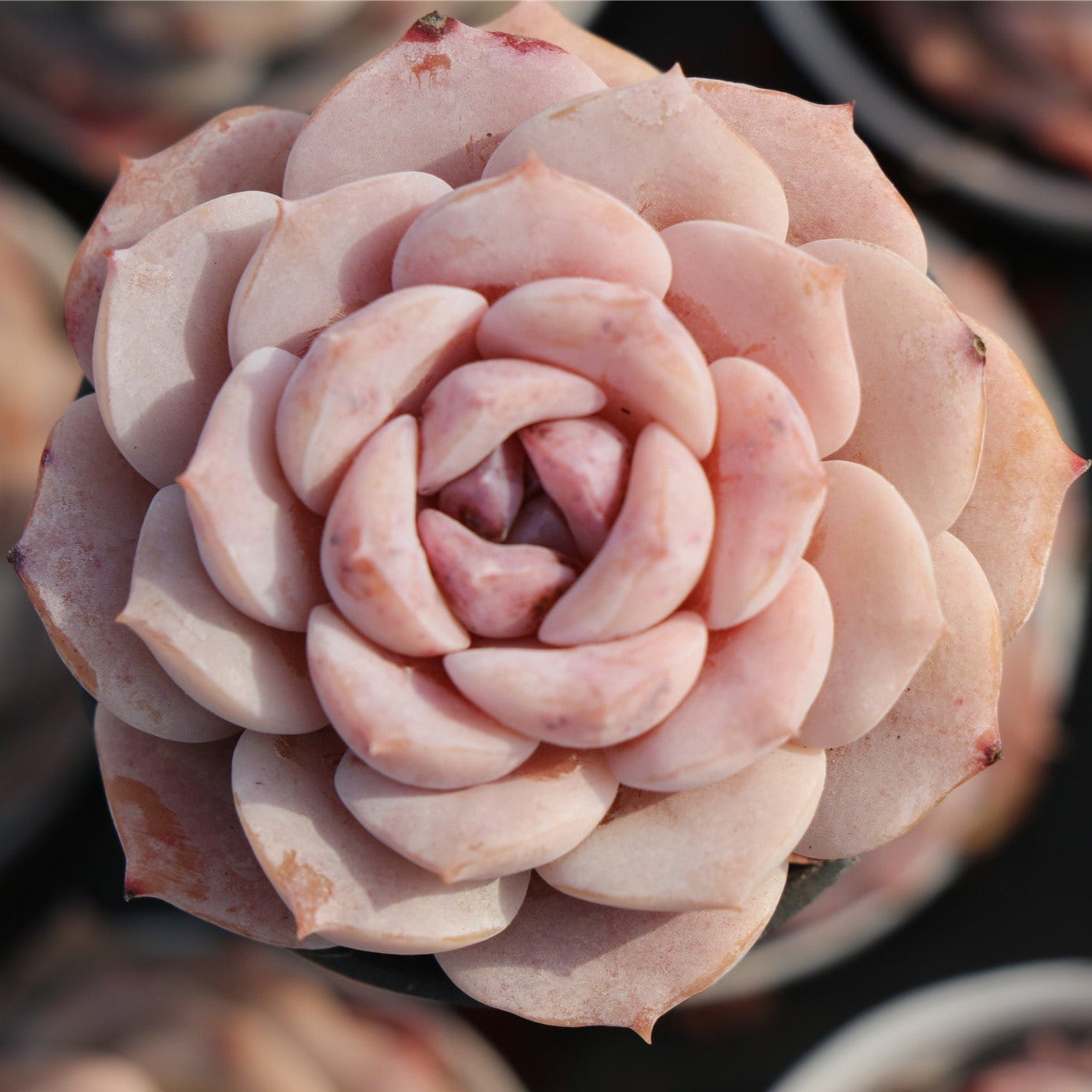 Echeveria Amazing Grace - Senyang Horticulture
