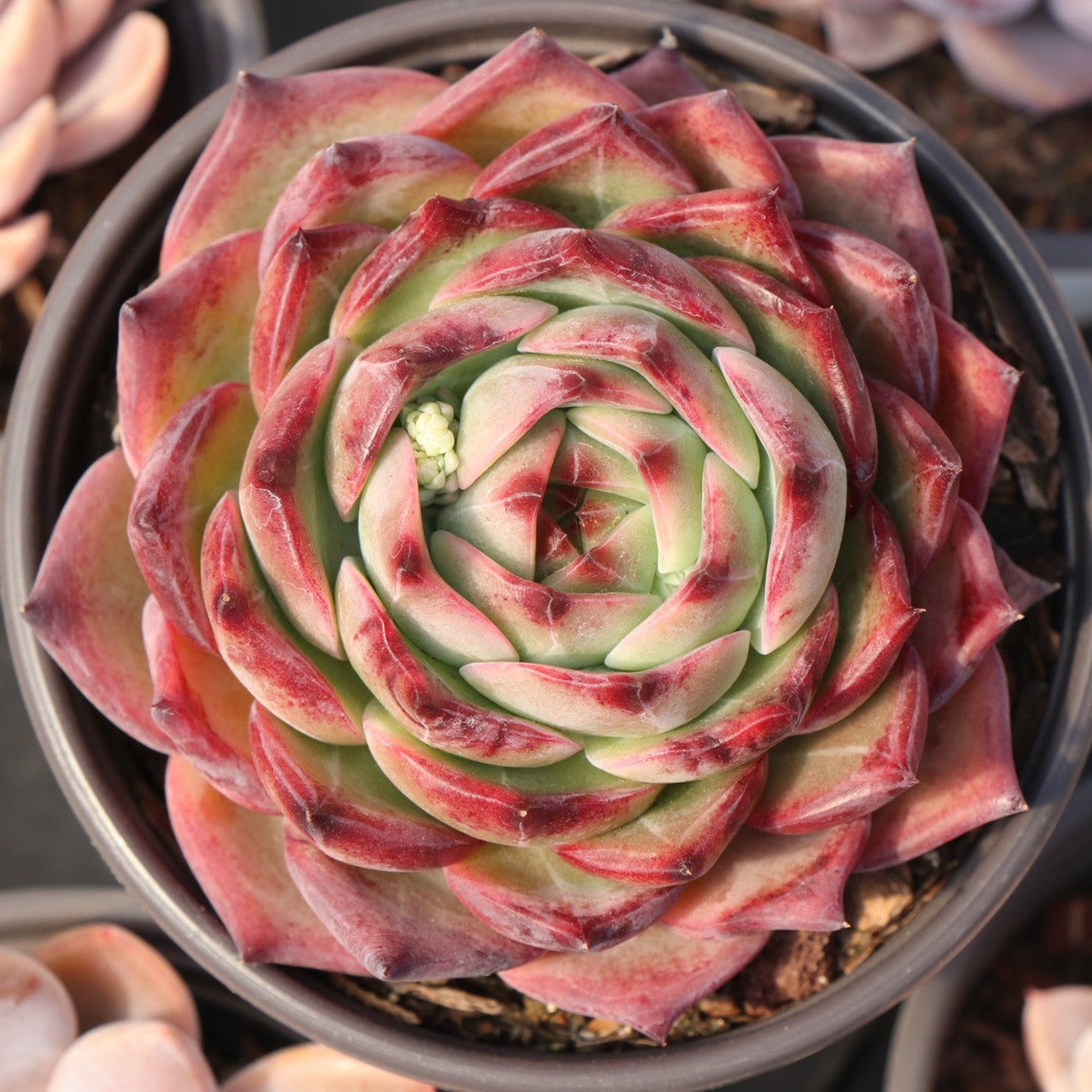 Echeveria Cesar-Senyang Horticulture