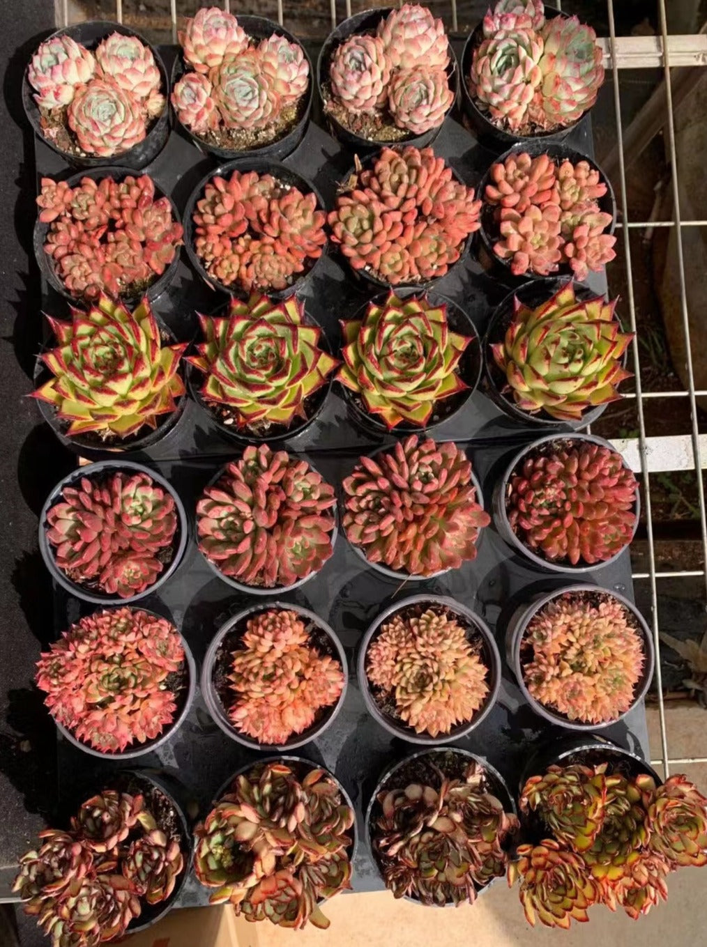 Mix Echeveria - Senyang Horticulture