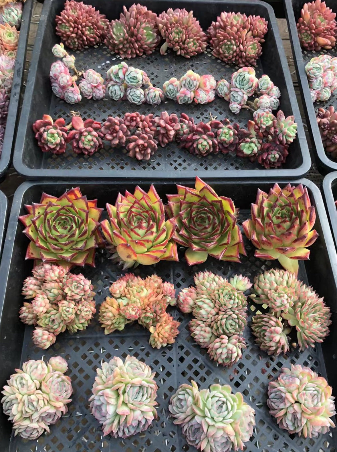 Mix Echeveria - Senyang Horticulture