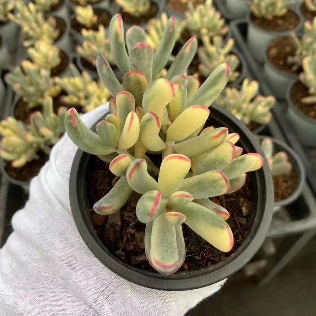 cotyledon orbiculata variegated succulent Cotyledon Orbiculata cv.long Leaf Variegated (4 inch) (Rare & Limited) 1 Plant / White striped pot
