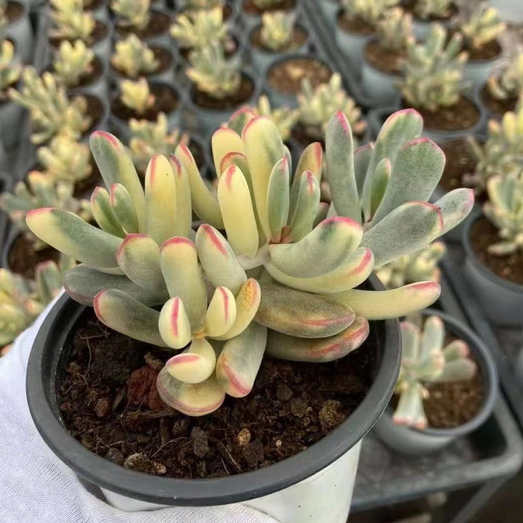 Cotyledon Orbiculata cv. Long Leaf Variegated