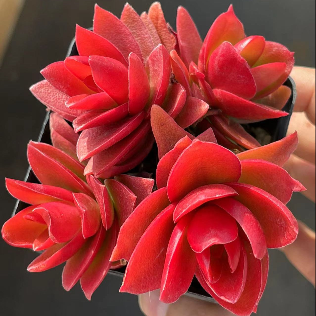 Crassula Capitella Campfire Cluster - Senyang Horticulture