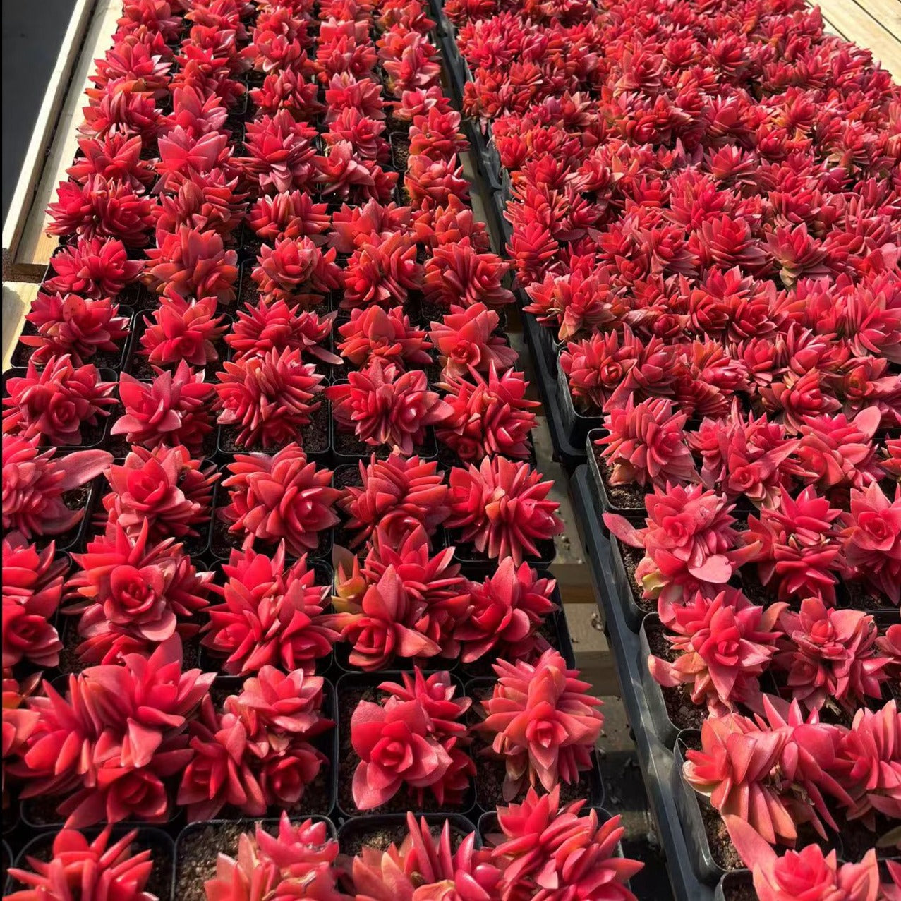 Crassula Capitella Campfire Cluster - Senyang Horticulture