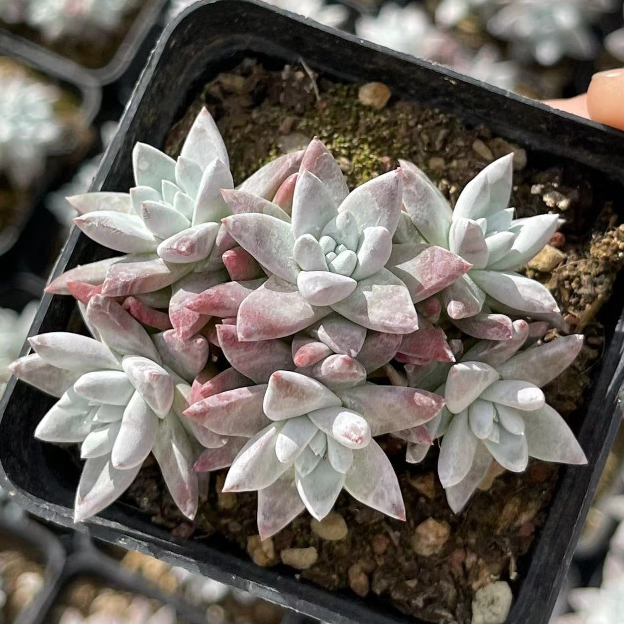 Dudleya gnoma S.W - Senyang Horticulture