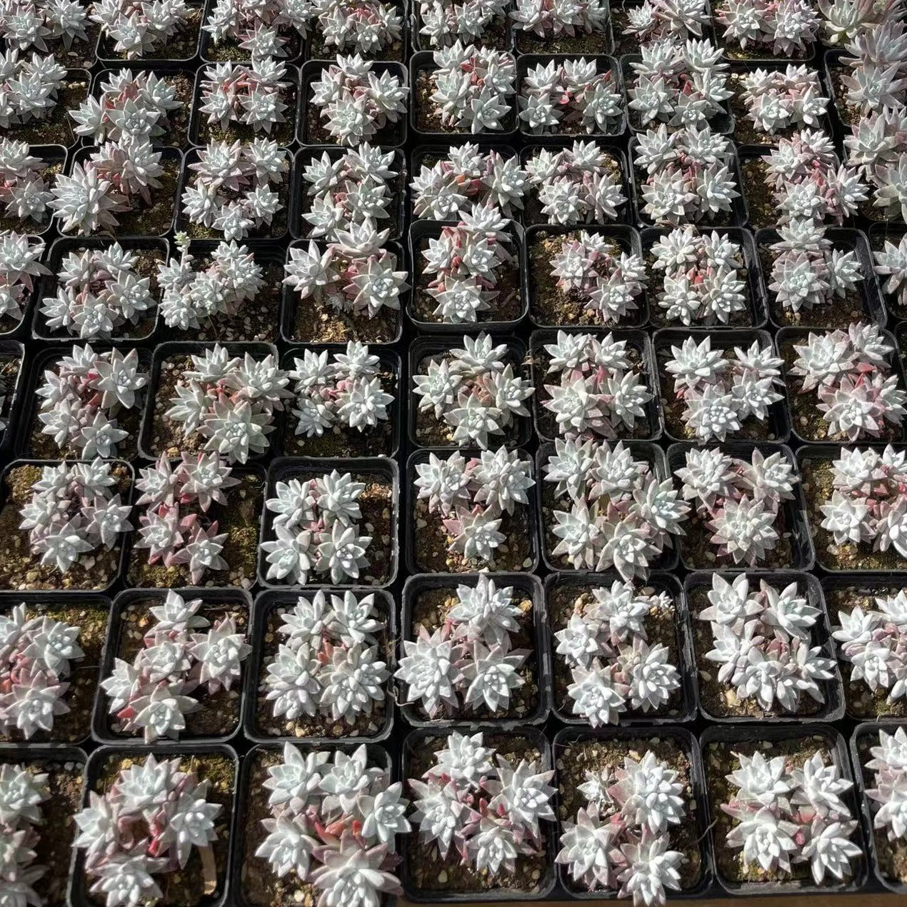 Dudleya gnoma S.W - Senyang Horticulture