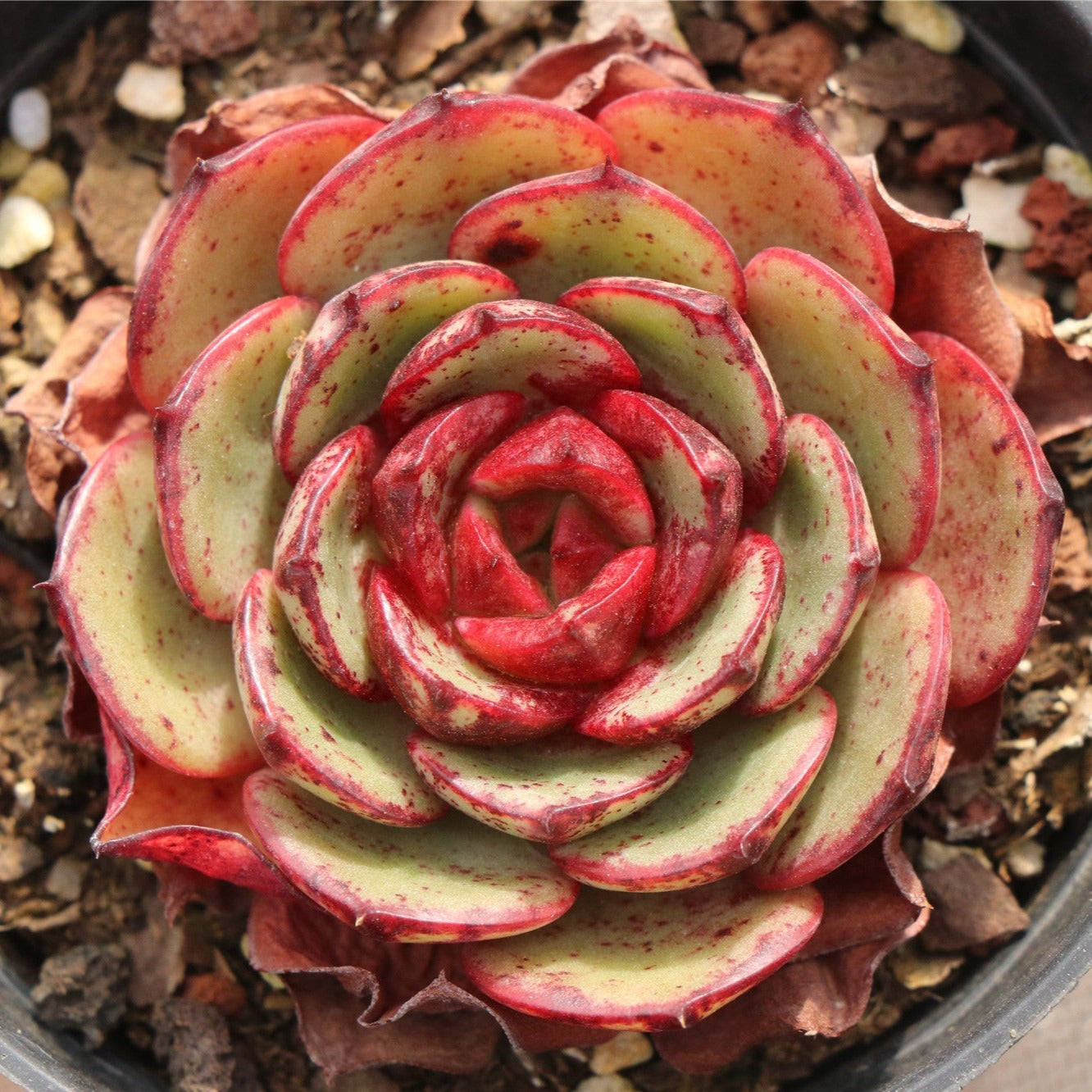 Ecehveria Finney - Senyang Horticulture