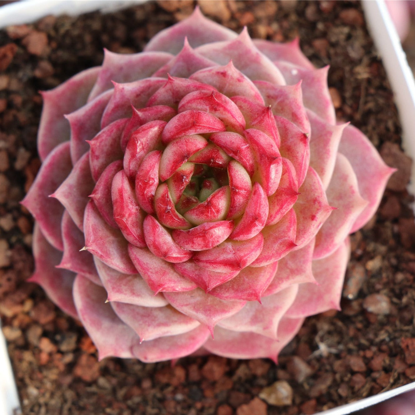 Ecehveria Red Velet - Senyang Horticulture