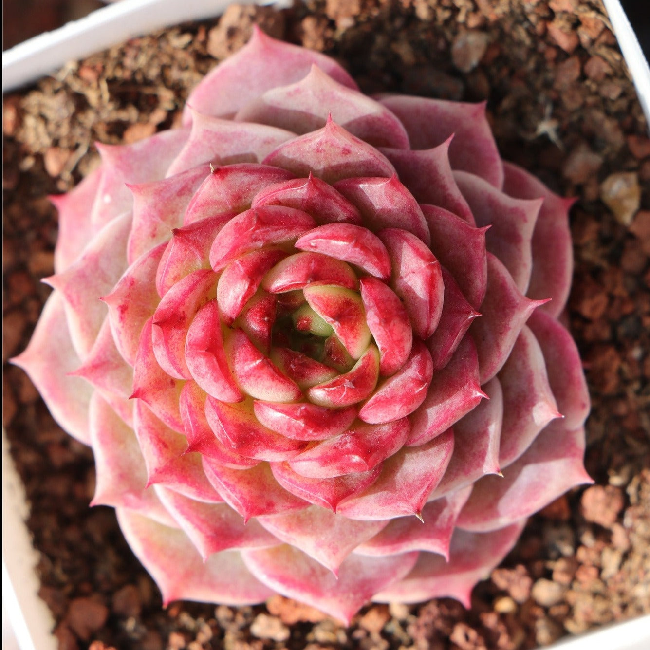 Ecehveria Red Velet - Senyang Horticulture