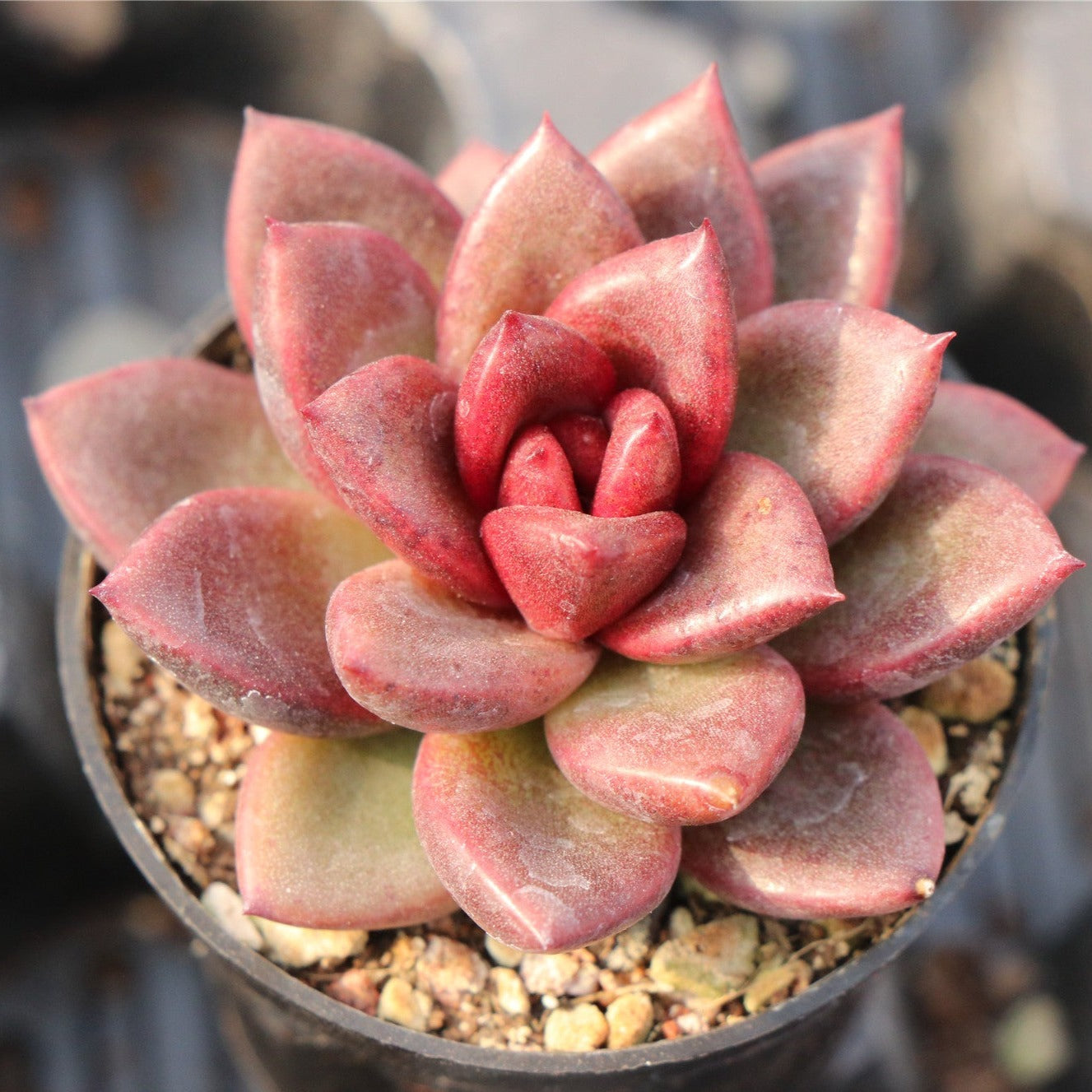 Echeveria Abundant Rose - Senyang Horticulture