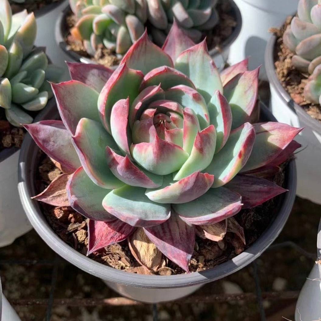 Echeveria Agavoides 'Casio' - Senyang Horticulture