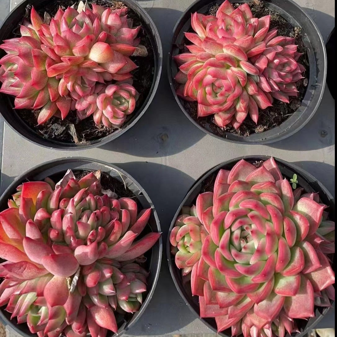 Echeveria Agavoides 'Floriana' 7cm