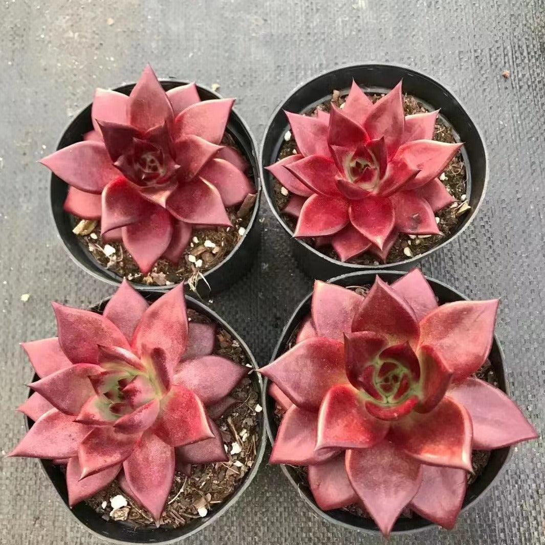 Echeveria Agavoides v Romeo Rubin - Senyang Horticulture