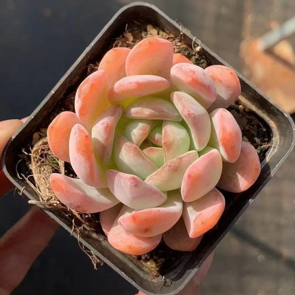 Echeveria All Star - Senyang Horticulture