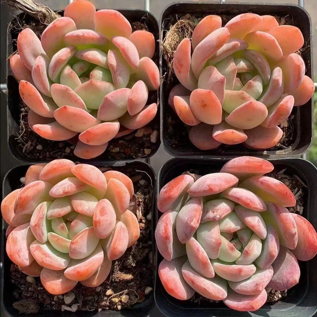 Echeveria All Star 7cm