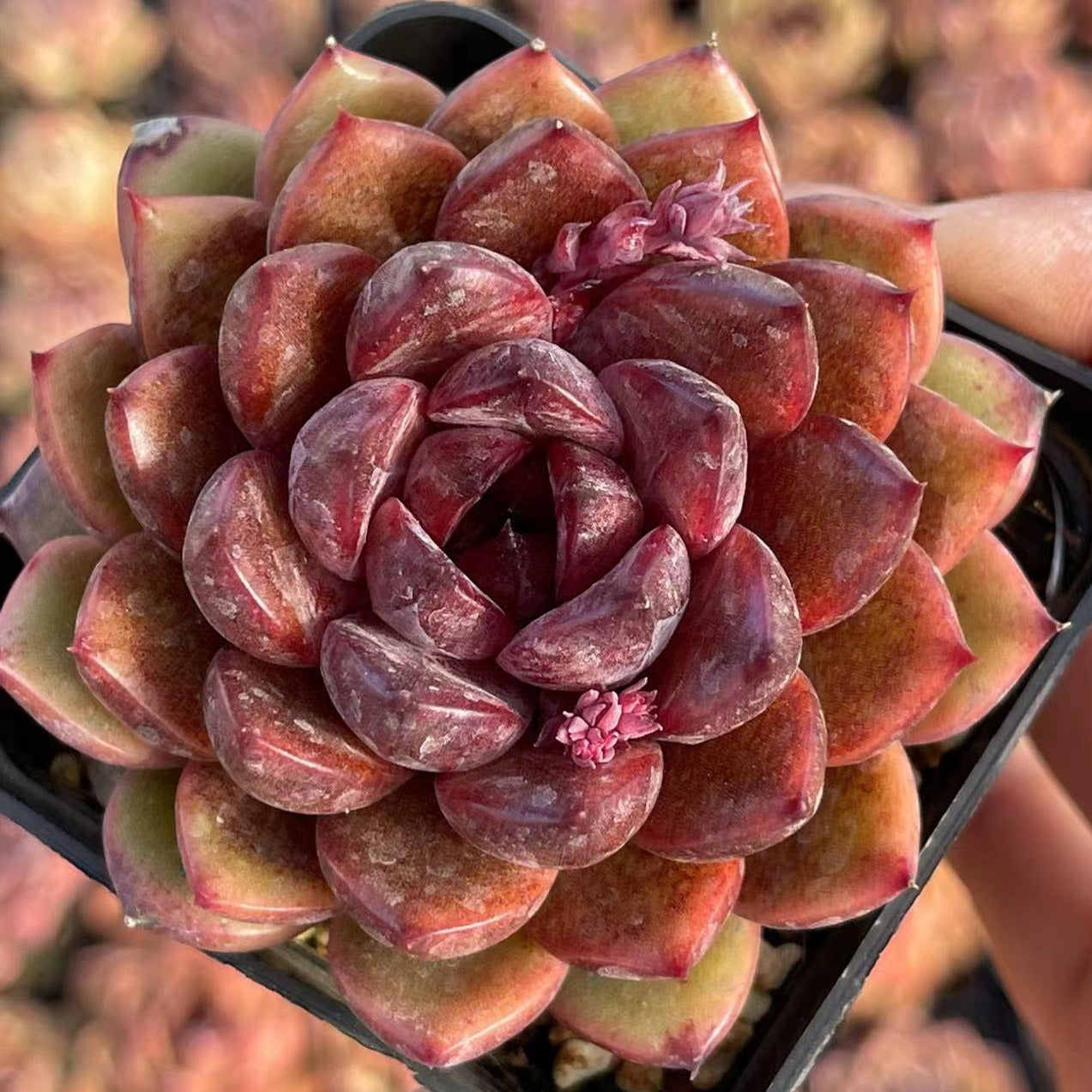 amethystium succulent Echeveria Amethyst 7cm – Senyang Horticulture