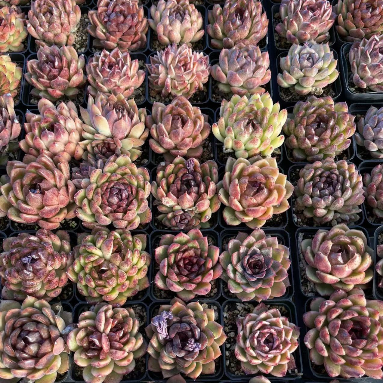 Echeveria Amethyst - Senyang Horticulture