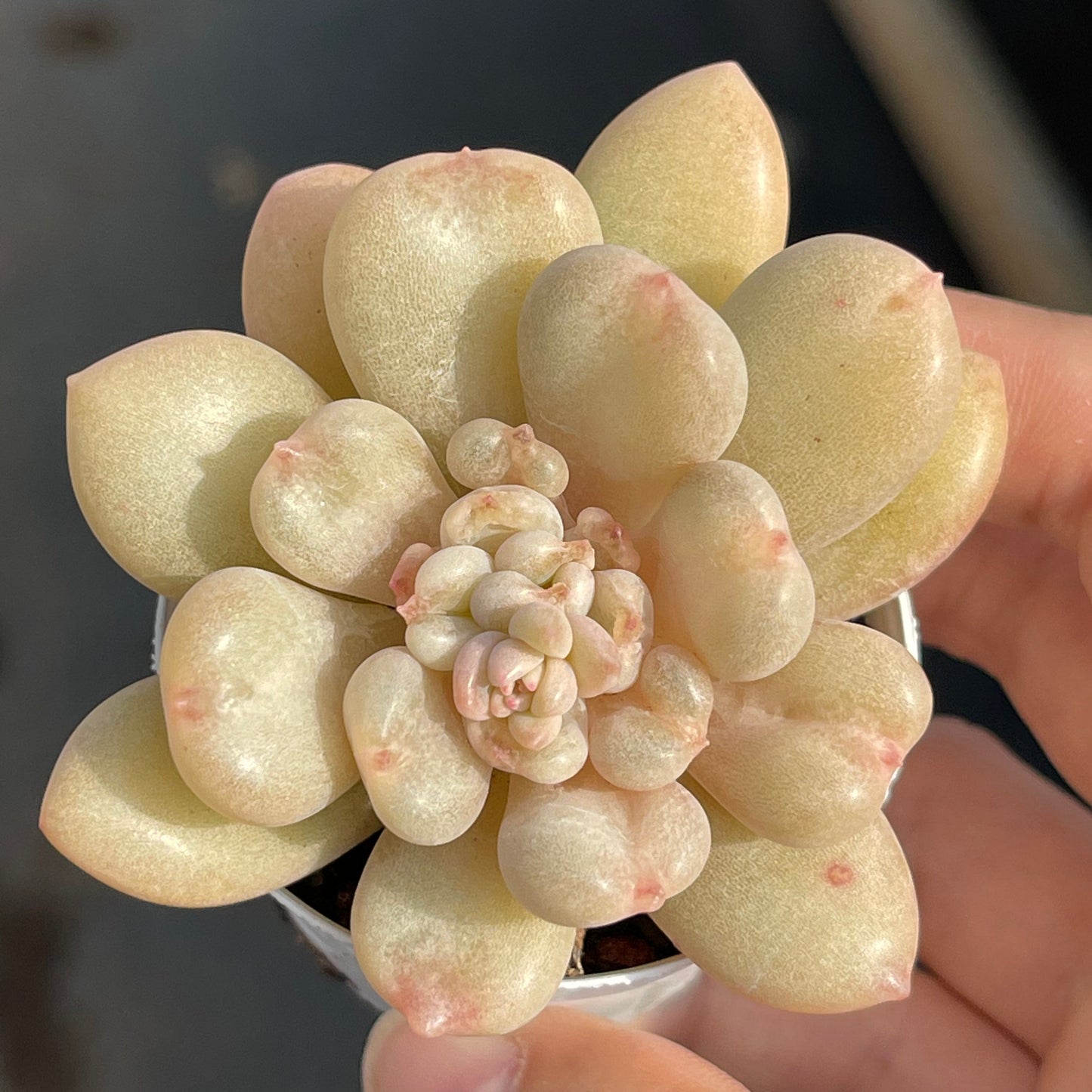 Echeveria Bill Gates - Senyang Horticulture