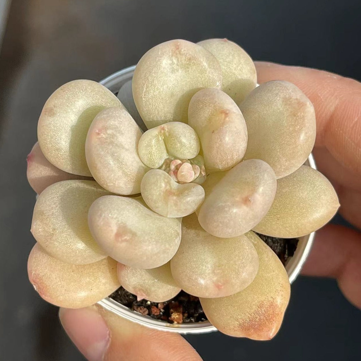 Echeveria Bill Gates - Senyang Horticulture