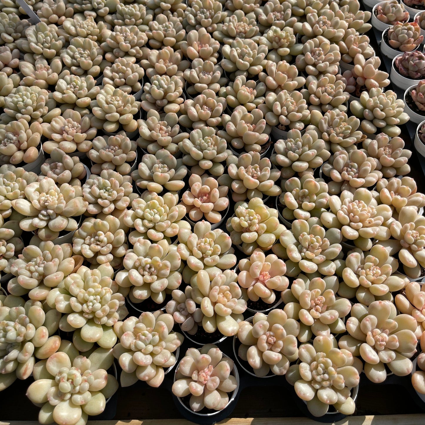 Echeveria Bill Gates - Senyang Horticulture