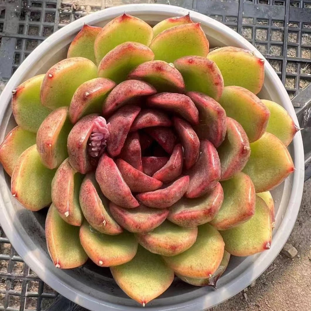 Echeveria Black Angel - Senyang Horticulture