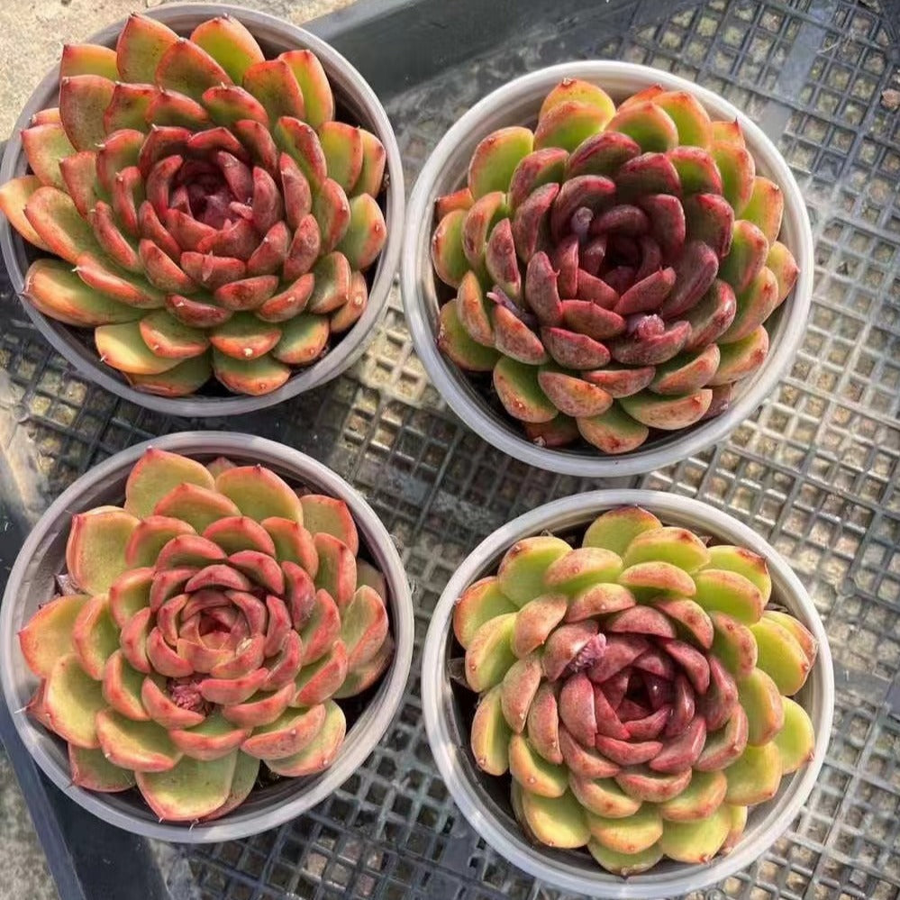 Echeveria Black Angel - Senyang Horticulture