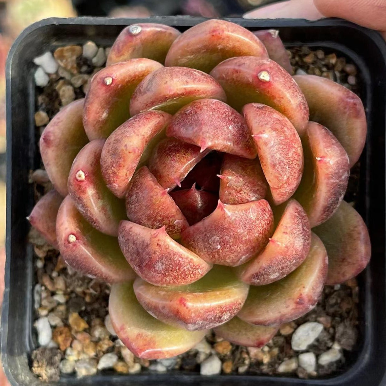 Echeveria Black Crystal - Senyang Horticulture
